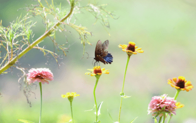 Gemeinsame Trancearbeit: Beruf und Berufung